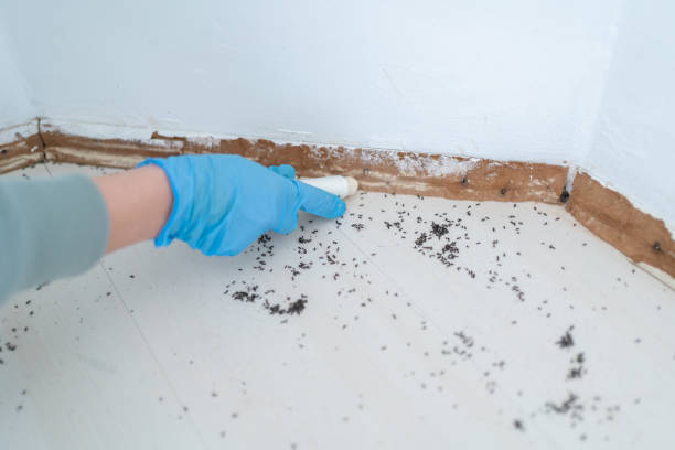  Quanah, TX Pest Control Pros