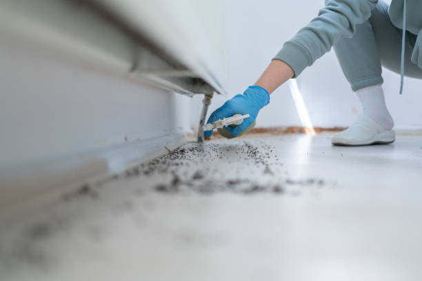Best Termite Control Services  in Quanah, TX